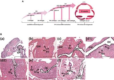 Overexpression of Anti-müllerian Hormone Gene in vivo Affects Gonad Sex Differentiation in Undifferentiated Orange-Spotted Groupers (Epinephelus coioides)